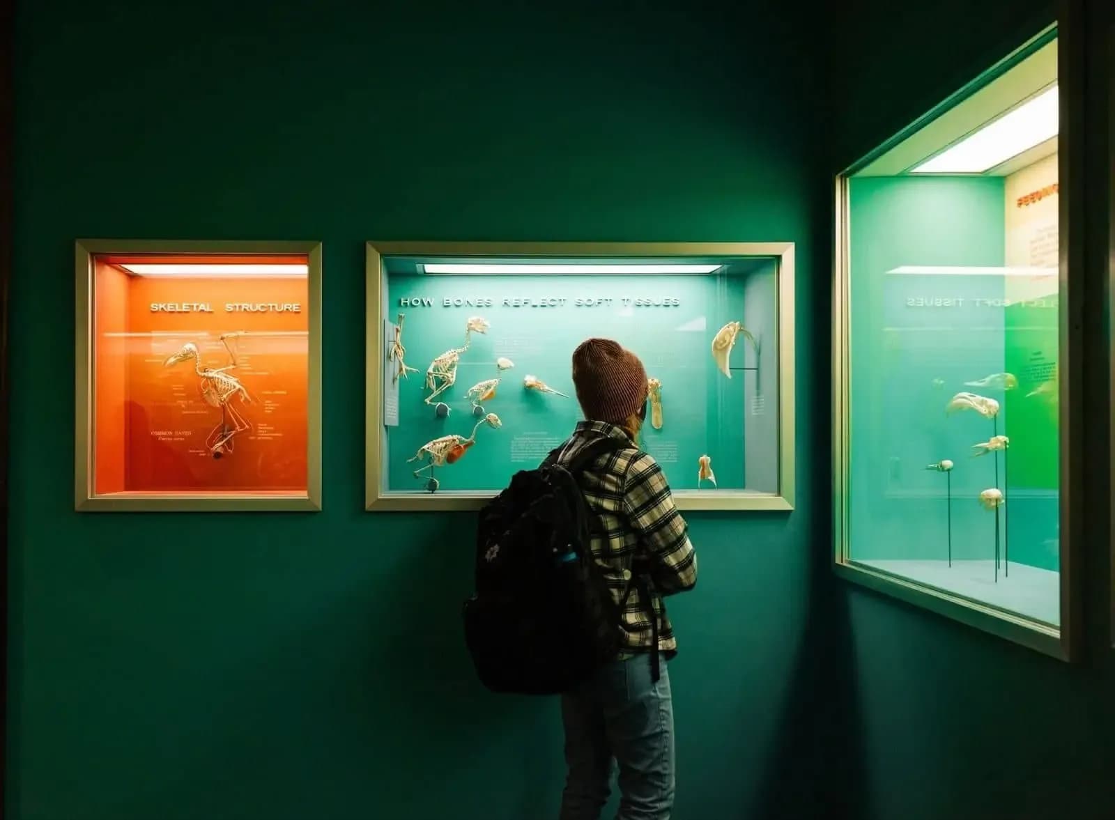 Visitor looking at the display cases in a museum