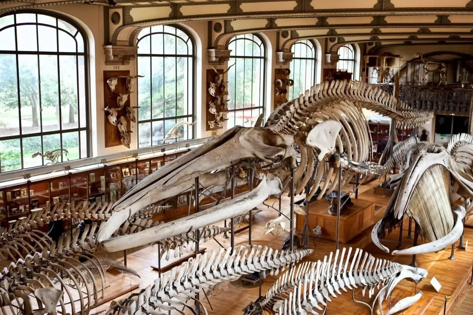Gran galería de esqueletos de la Grande Galerie de l'Évolution, París